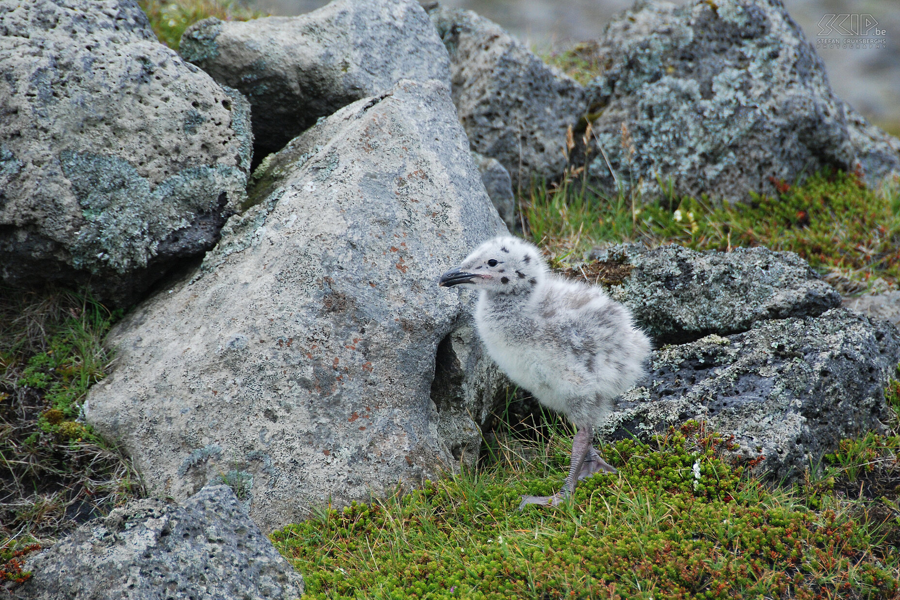 Ingólfshöfdi - Great skua young A one month old young of a great skua.<br />
 Stefan Cruysberghs